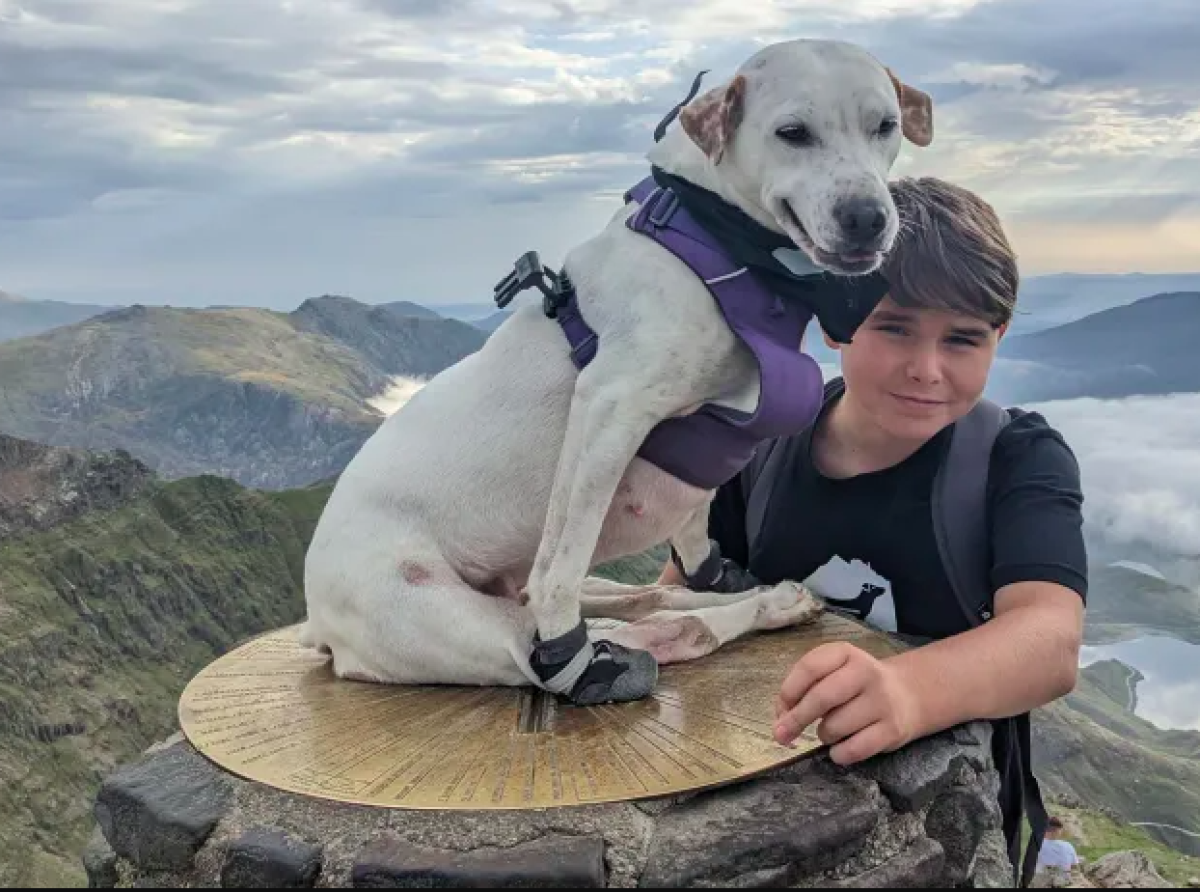 Rescued disabled dog Hope became the first to climb Mount Snowdon in a wheelchair